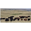 Image 2 : McDougald Ranch Ltd. - 790# September Delivery Grass Heifers - 100 Head (Maple Creek, SK)