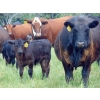 Image 2 : Mt. Sentinel Ranch Ltd. - 540# October Delivery Steer Calves - 115 Head (Longview, AB)