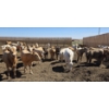 Image 2 : Ripple Rock Ranch - 720# April/May Delivery Heifers - 62 Head (Fincastle, AB)