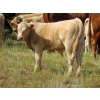 Image 5 : Ernie, Kathy & Kyle Lee - 580# Steer Calves - 90 Head (Hanna, AB)