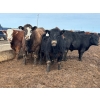 Image 3 : J & J Ranching - 1050# April Delivery Steers - 57 Head (Rhein, SK)