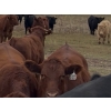 Image 2 : Lazy T Ranch - 1025# October Delivery Steers - 240 Head (Indian Head, SK)