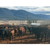Image 3 : Guichon Creek Ranch - 725# March Delivery Steers - 70 Head (Westwold, BC)