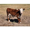 Image 8 : Bruce, Julie & Kyle Musgrove - 550# Steer Calves - 110 Head (Patricia, AB)