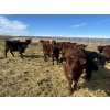Image 10 : Knievel Farms - 825# March Delivery Steers - 70 Head (Trochu, AB)