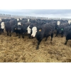 Image 2 : G & B Farms - 935# April Delivery Steers - 64 Head (Deloraine, MB) VBP+