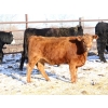 Image 5 : Coteau Ranch - 1050# December Delivery Open Heifers - 23 Head (Kisbey, SK)