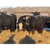 Image 2 : Salty Fox Farms - 50 Black Simm X Bred Heifers (Fork River, MB)