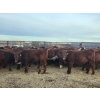 Image 14 : Redline Livestock - 550# November Delivery Steer Calves - 100 Head (Didsbury, AB)