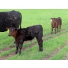 Image 14 : Knapp Farms - 550# October Delivery Steer Calves - 110 Head (Southey, SK)