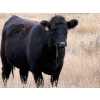 Image 6 : Kyle Torkelson - 25 Black Angus April/May Calving Bred Heifers (Millicent, AB)