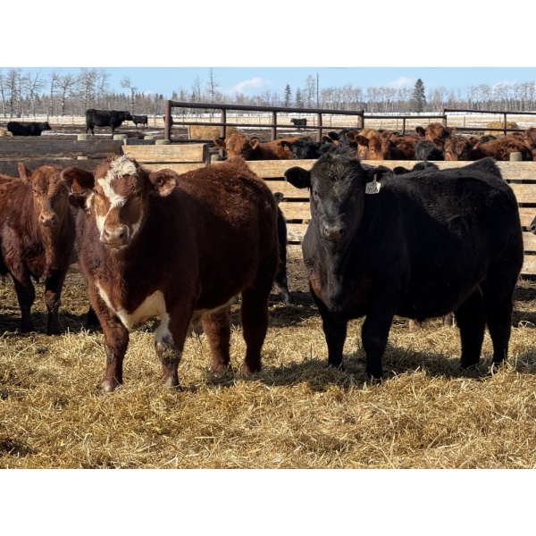 Gregg Dickson - 893# March Delivery Steers - 69 Head (Leslieville, AB)