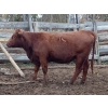 Image 3 : Ootsa Lake Cattle Co. - 15 Red Angus X April/May Calving Bred Heifers (Ootsa Lake, BC)