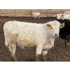Image 6 : JG Larson Livestock (V-V) - 800# April Delivery Heifers - 74 Head (Jenner, AB) VBP+