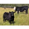 Image 4 : Running M Farms - 540# October Delivery Steer Calves - 41 Head (Airdrie, AB)