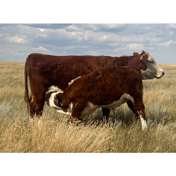 Blaine & Sue Hudec - 615# November Delivery Steer Calves - 80 Head (Jenner, AB)