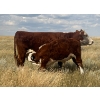 Image 1 : Blaine & Sue Hudec - 615# November Delivery Steer Calves - 80 Head (Jenner, AB)