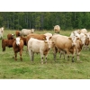 Image 3 : Douglass Cattle Co. - 540# Heifer Calves - 95 Head (Finnegan, AB)