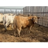 Image 8 : Greg Trewin - 950# March/April Delivery Steers - 126 Head (Coulter, MB)