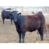 Image 4 : Habraken Farms Ltd. - 1000# May Delivery Heifers - 30 Head (Scandia, AB)