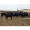 Image 5 : M.S. MacLean Livestock - 1150# September Delivery Heifers - 46 Head (Coaldale, AB)