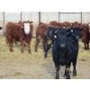 Image 3 : Resch Ranch - 980# March Delivery Steers - 126 Head (Leader, SK) VBP+