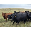 Image 8 : McDougald Ranch Ltd. - 820# August Delivery Grass Heifers - 75 Head (Maple Creek, SK)