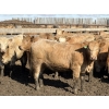 Image 9 : Williamson Farms - 922# April Delivery Heifers - 250 Head (Bow City, AB)