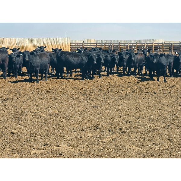 M.S. MacLean Livestock - 1020# May Delivery Steers - 65 Head (Coaldale, AB)