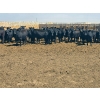 Image 1 : M.S. MacLean Livestock - 1020# May Delivery Steers - 65 Head (Coaldale, AB)