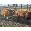 Image 6 : Midpoint Farms - 16 Red Angus X February/March Calving Bred Heifers (Drayton Valley, AB)