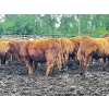Image 3 : Larnie's Bar 3K Ranch - 790# July Delivery Bulls - 68 Head (Onoway, AB)