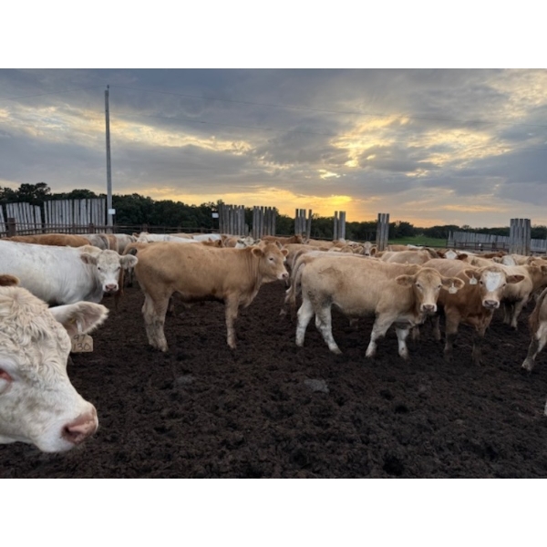 Chipping Hill Cattle Co. - 975# September Delivery Steers - 63 Head (MacGregor, MB)