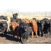 Image 5 : Martee Farm & Ranch - 740# February Weaned Heifers - 83 Head (Midale, SK) VBP+