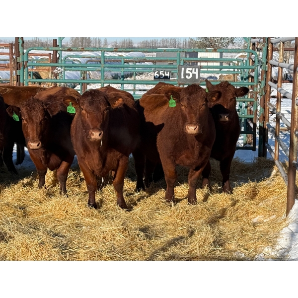 Daniel & Kim Doerksen - 9 Third Calvers (Pen 154)