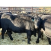 Image 2 : Lazy J Cattle Co. - 14 Second Calvers (Pen 422A)