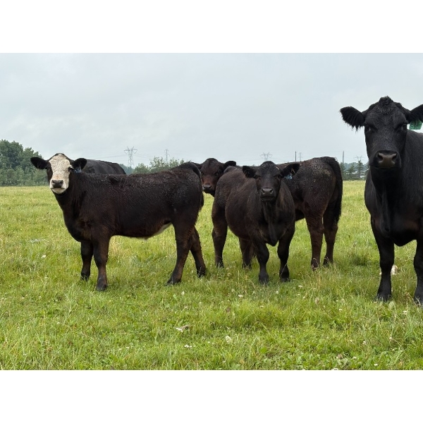 Bar 27 Stock Farm - 625# October Delivery Steer Calves - 40 Head (Spruce View, AB) VBP+