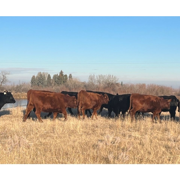 Mathew & Norma Douglass - 5 Red Heifers (Pen 339)