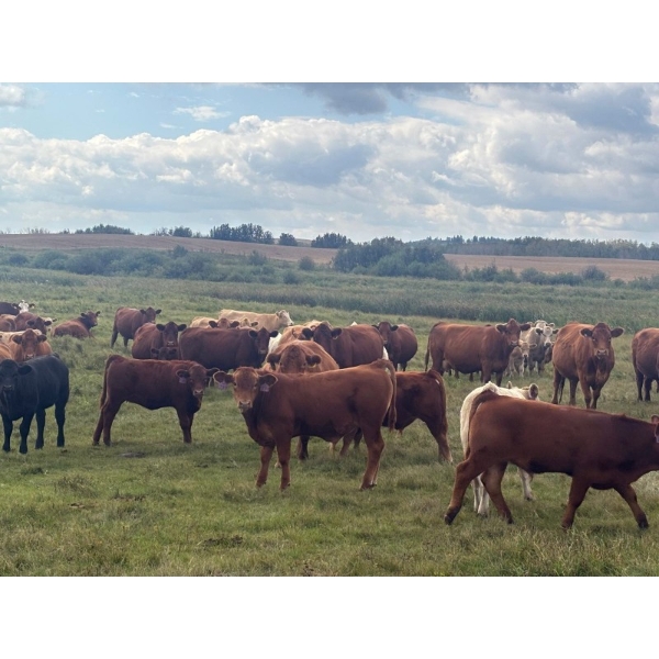 Leaning Arrow Ranch - 600# November Delivery Steer Calves - 95 Head (Dewberry, AB)