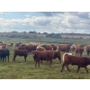 Image 1 : Leaning Arrow Ranch - 600# November Delivery Steer Calves - 95 Head (Dewberry, AB)