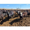 Image 4 : Cattlewood Farms Ltd. - 830# April Delivery Heifers - 70 Head (Vauxhall, AB)