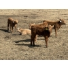 Image 8 : Bar 33 Ranch - 600# October Delivery Heifer Calves - 105 Head (Strathmore, AB)