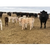Image 13 : C & L Livestock - 30 Black 2nd Calf 3-Way Pairs (Edam, SK) VBP+