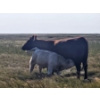 Image 6 : Ron Schmidt - 690# November Delivery Heifer Calves - 85 Head (Rainier, AB)