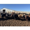 Image 2 : Two River Ranch - 900# October Delivery Heifers - 140 Head (Monarch, AB)