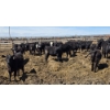 Image 6 : Cattlewood Farms Ltd. - 675# May Delivery Heifers - 170 Head (Swalwell, AB)