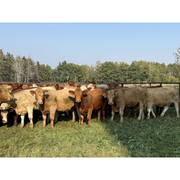 Winchester Cattle Company - 1025# September Delivery Grass Heifers - 38 Head (Leslieville, AB)
