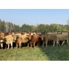 Image 1 : Winchester Cattle Company - 1025# September Delivery Grass Heifers - 38 Head (Leslieville, AB)