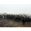Image 5 : Shark Farms - 750# March Delivery Steers - 170 Head (Nanton, AB)