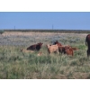 Image 13 : J&E Farms Ltd. - 650# November Delivery Steer Calves - 80 Head (Tilley, AB)